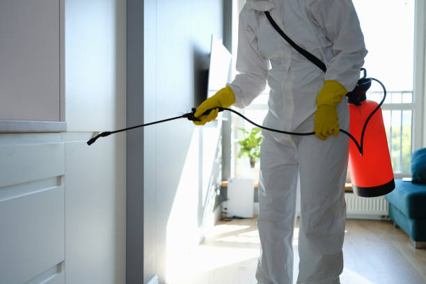 Best Mold Damage Restoration  in Junction City, KY