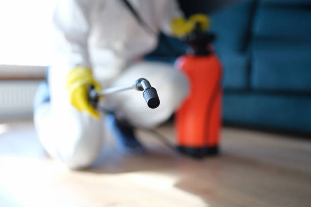 Best Black Mold Removal  in Junction City, KY