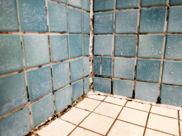 Best Real Estate Mold Inspection  in Junction City, KY