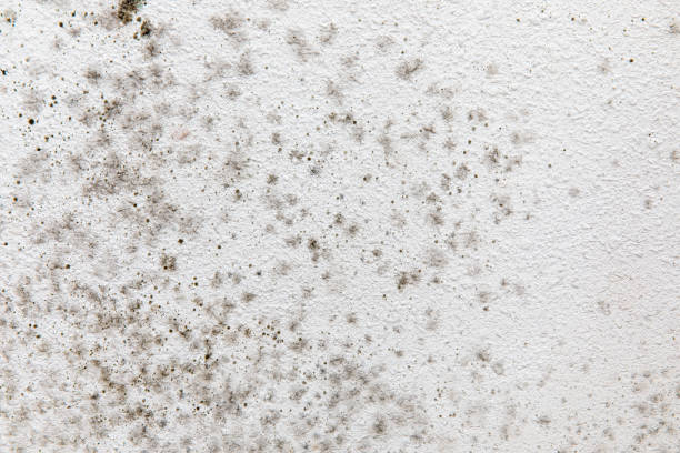 Junction City, KY Mold Removal Company