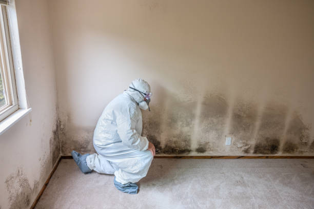 Best Commercial Mold Inspection  in Junction City, KY