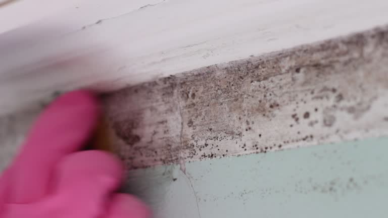 Best Post-Remediation Verification Testing  in Junction City, KY